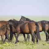 Click para ampliar. Caballo de retuertas 2